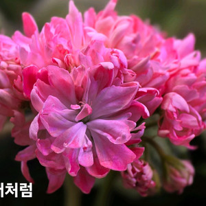 해처럼 스텔라 제라늄