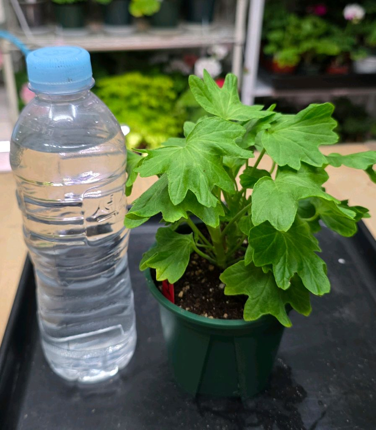 해처럼 스텔라 제라늄--1