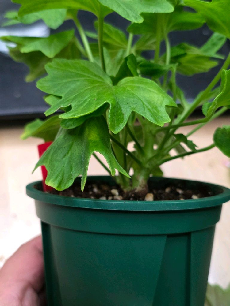 해처럼 스텔라 제라늄--2