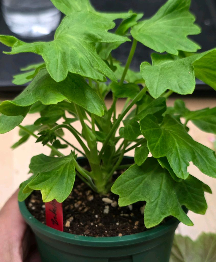 해처럼 스텔라 제라늄--3