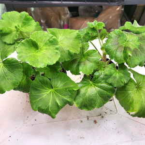 제라늄2종(디아즈 메리디아나/짝월(중국)