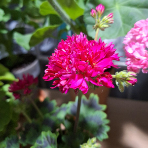 제라늄 로타룬드버그