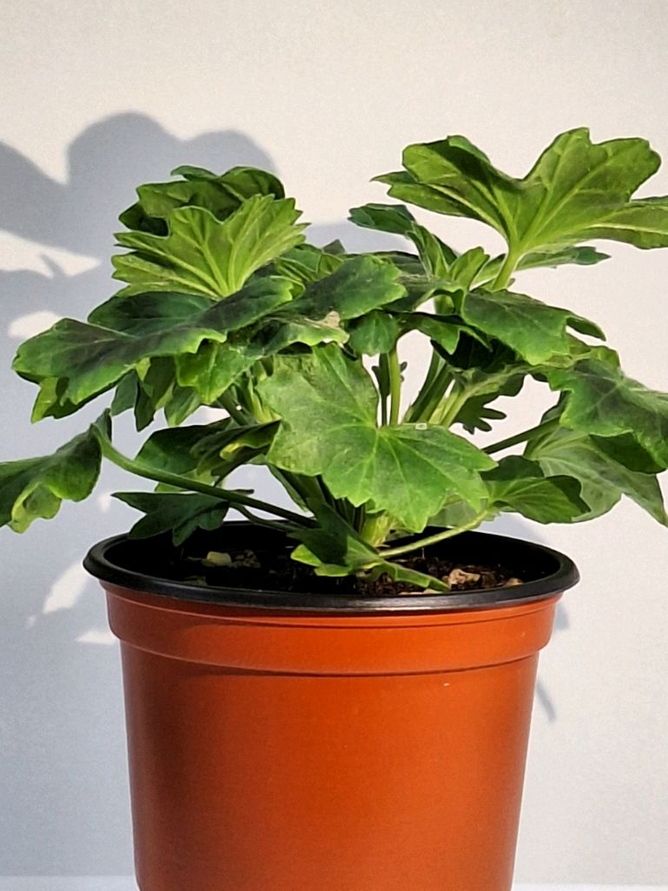 제라늄 로타룬드버그--1