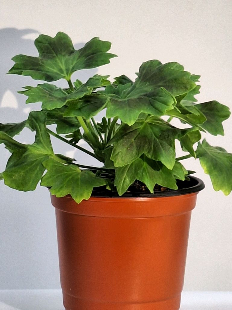 제라늄 로타룬드버그--2