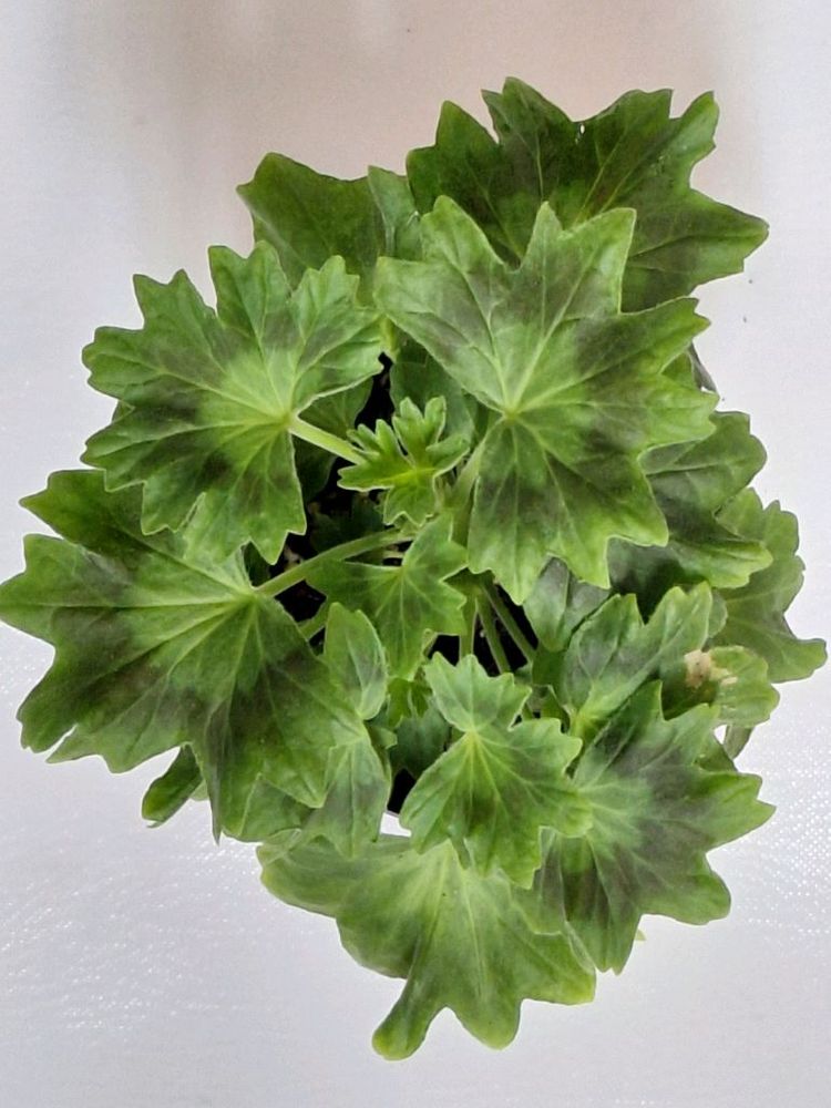 제라늄 로타룬드버그--3