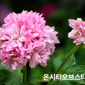 온시티오브스타 스텔라 제라늄