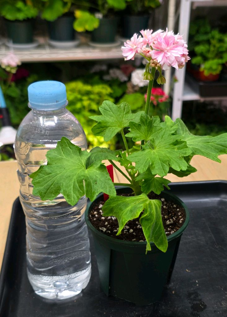 온시티오브스타 스텔라 제라늄--1