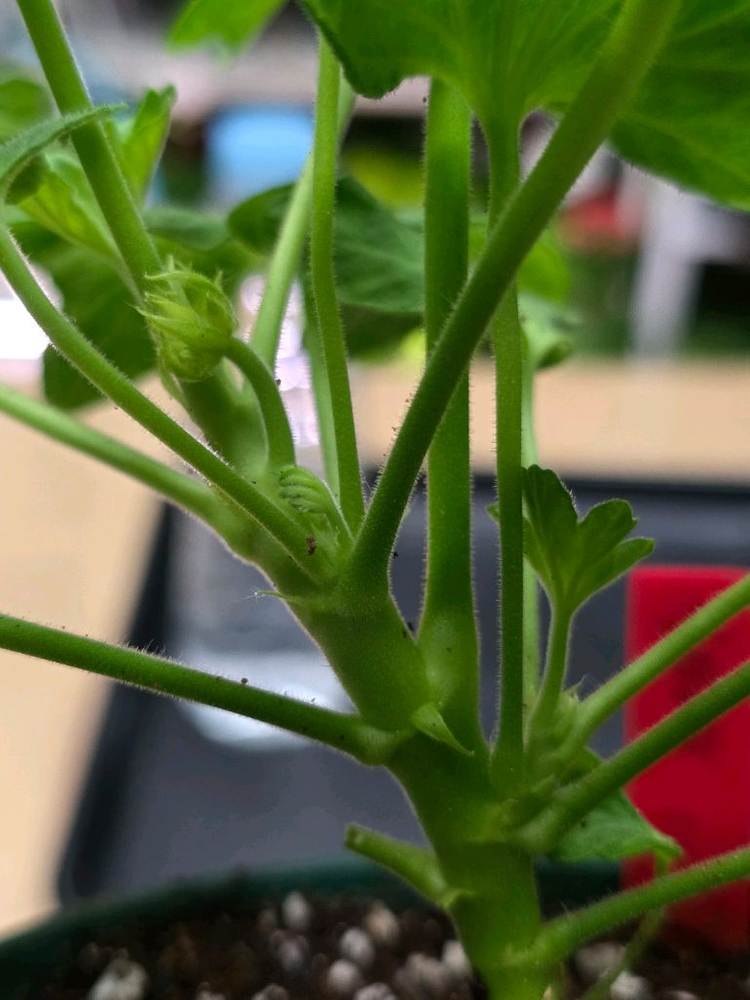 온시티오브스타 스텔라 제라늄--2