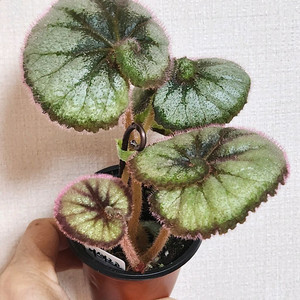 베고니아)) 에스카르고