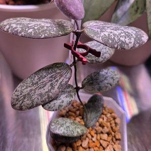 일산 직)호야 시길라티스 실버