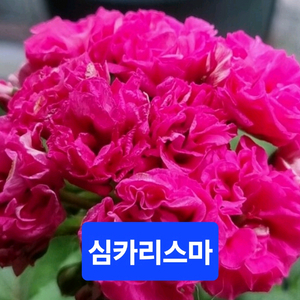 심카리스마 러시아제라늄