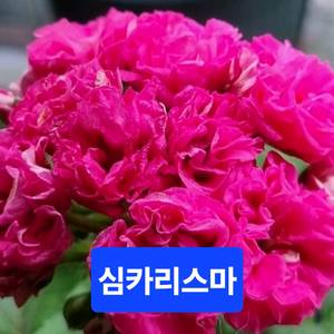 심카리스마 러시아제라늄