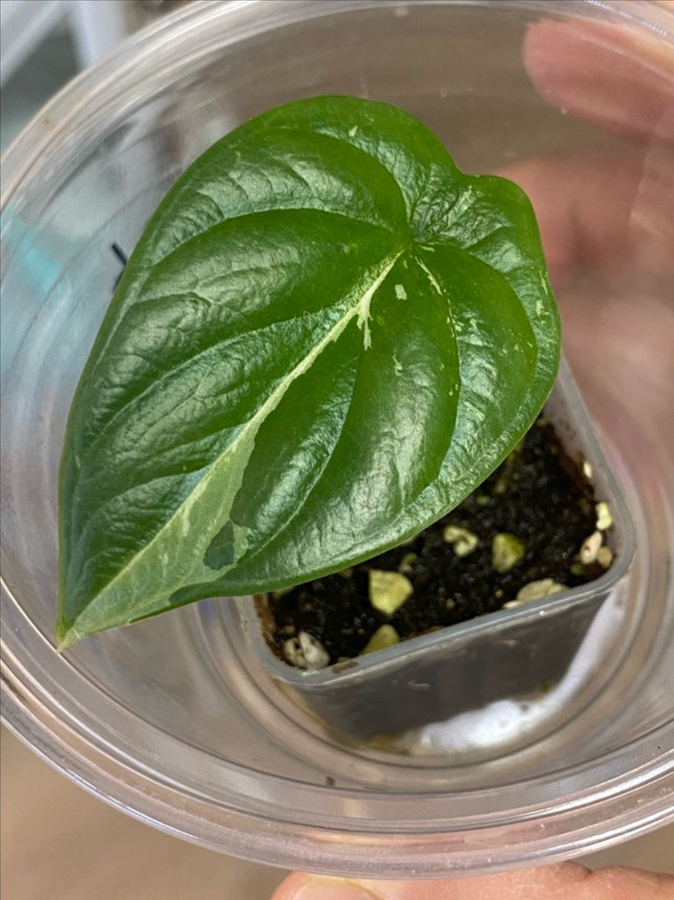 알로카시아 실버드래곤화이트 바리에가타(안스,호야x)--1