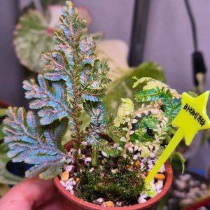 윌데노위 셀레지넬라 바리에가타