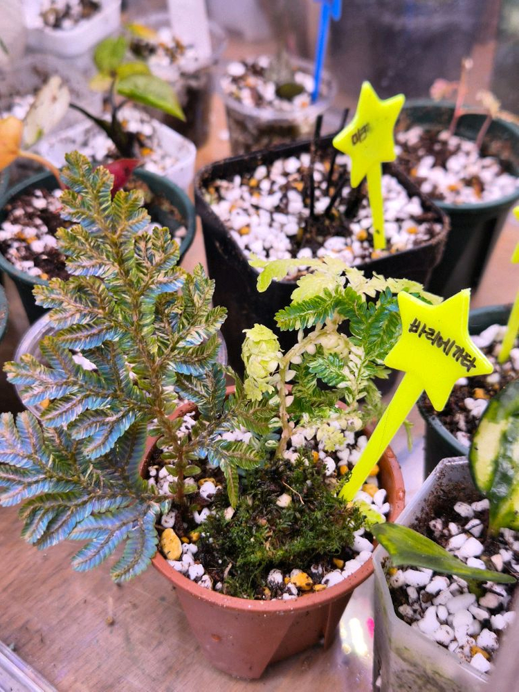 윌데노위 셀레지넬라 바리에가타--2