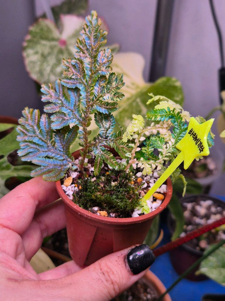 윌데노위 셀레지넬라 바리에가타--3