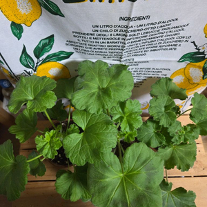 제라늄 3종분양 ㅡ게이샤 ㆍ가을의키스ㆍ아마빌리스