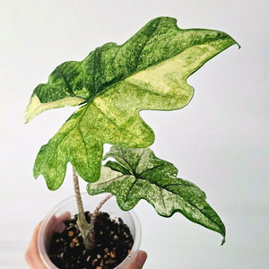 (모주급)알로카시아 잭클린 미스틱