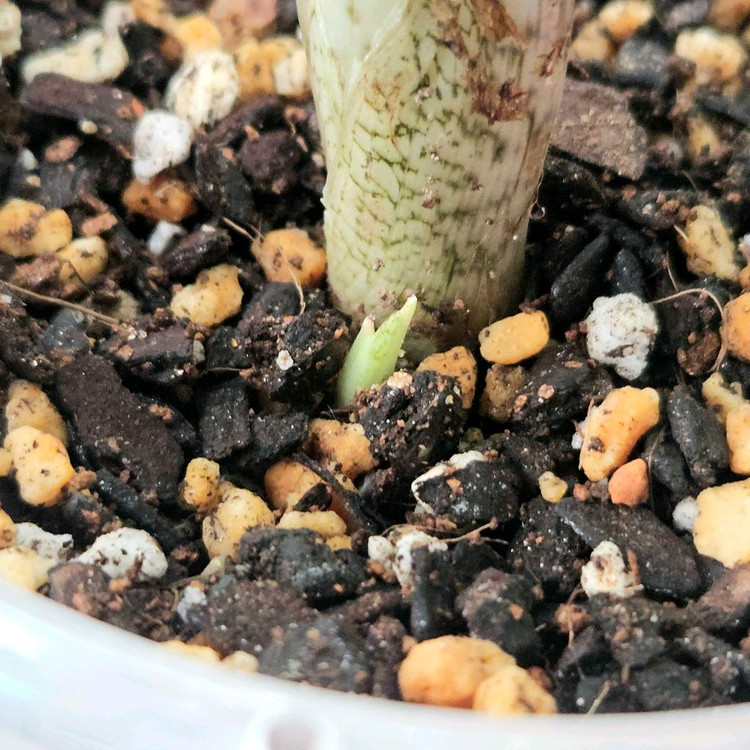 (모주급,중품)알로카시아 잭클린 미스틱--4