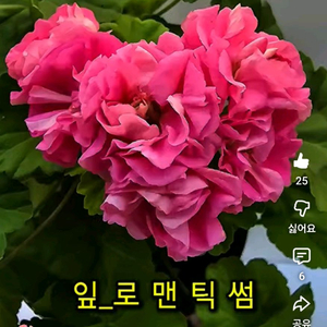 잎로맨틱썸 제라늄