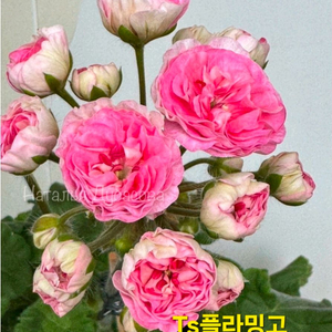 Ts플라밍고 불가리아제라늄 대품