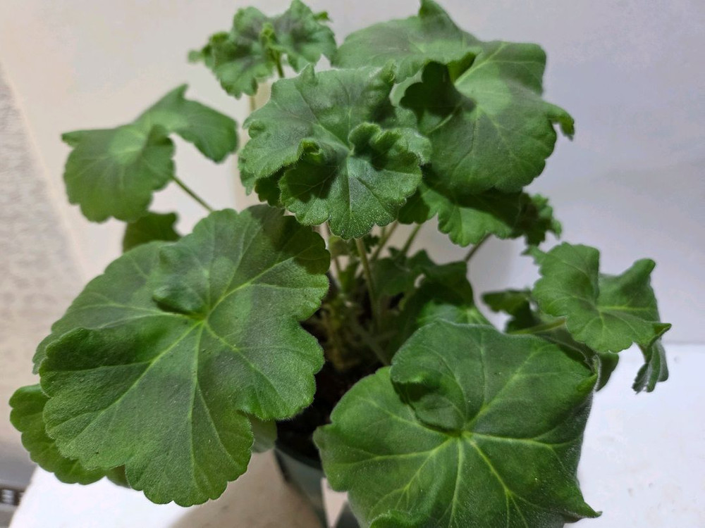 Ts플라밍고 불가리아제라늄 대품--1