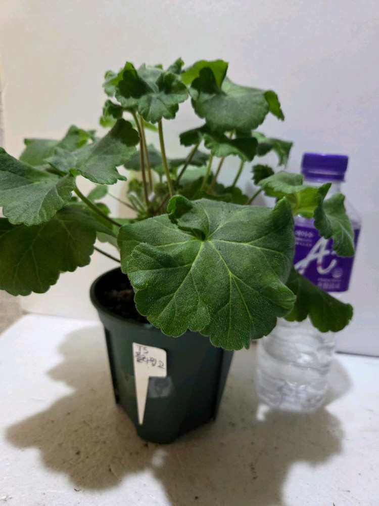 Ts플라밍고 불가리아제라늄 대품--3