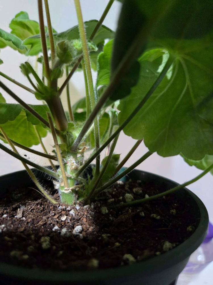 Ts플라밍고 불가리아제라늄 대품--4