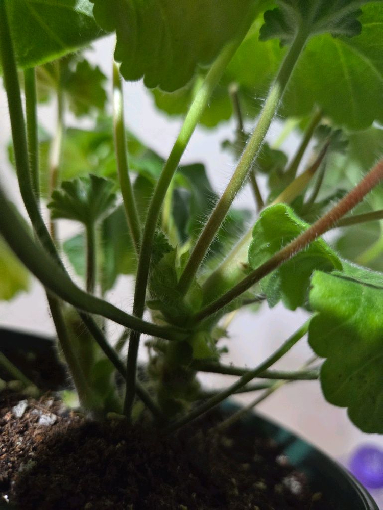 Ts플라밍고 불가리아제라늄 대품--5