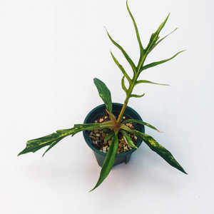 필로덴드론 토텀 바리에가타 4종류