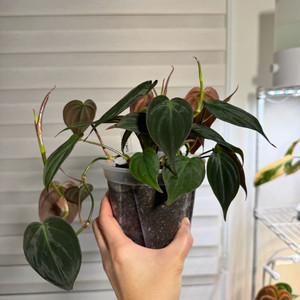 필로덴드론 미칸