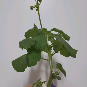 제라늄 엔젤릴리 적심ㅇ 0.7