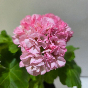 새싹연하 한국제라늄