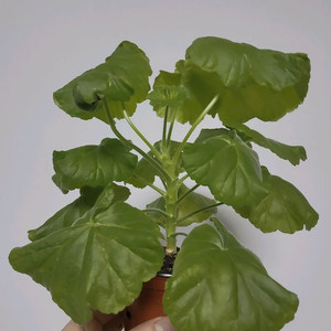 제라늄 송살구0.6