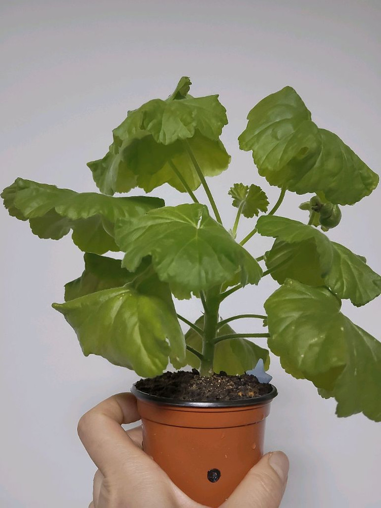 제라늄 송살구0.6--1