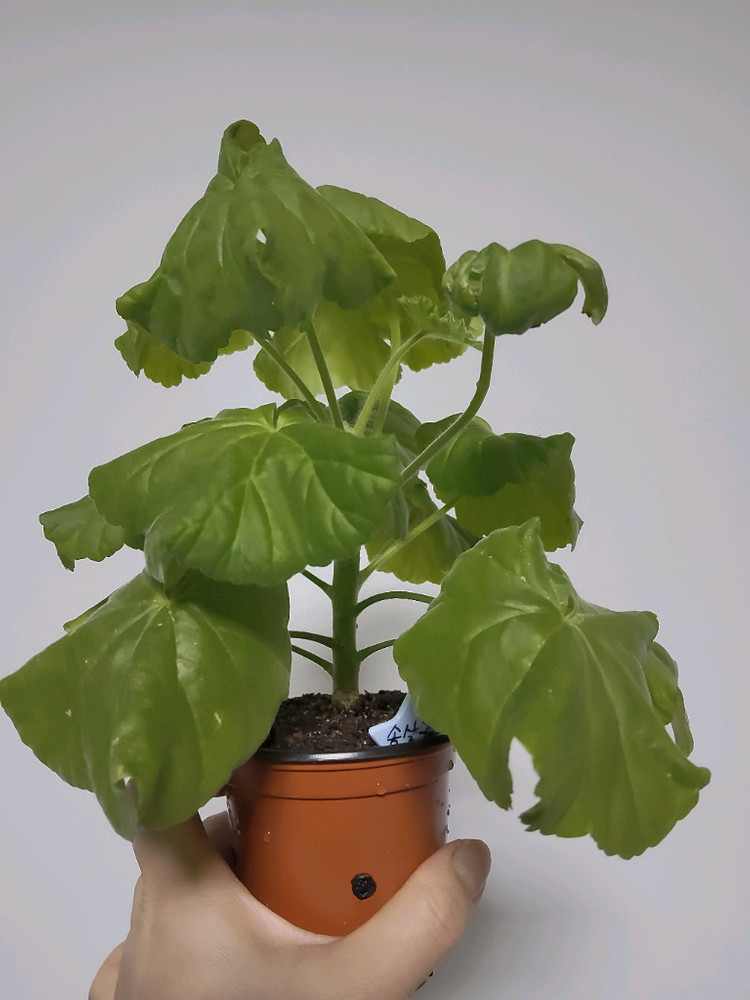 제라늄 송살구0.6--2