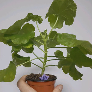 제라늄 마인스오렌지멜로디 0.5