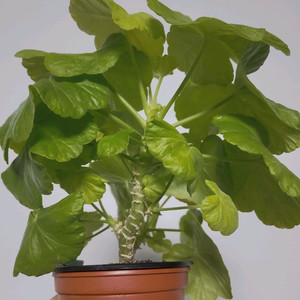 제라늄 바비 0.6