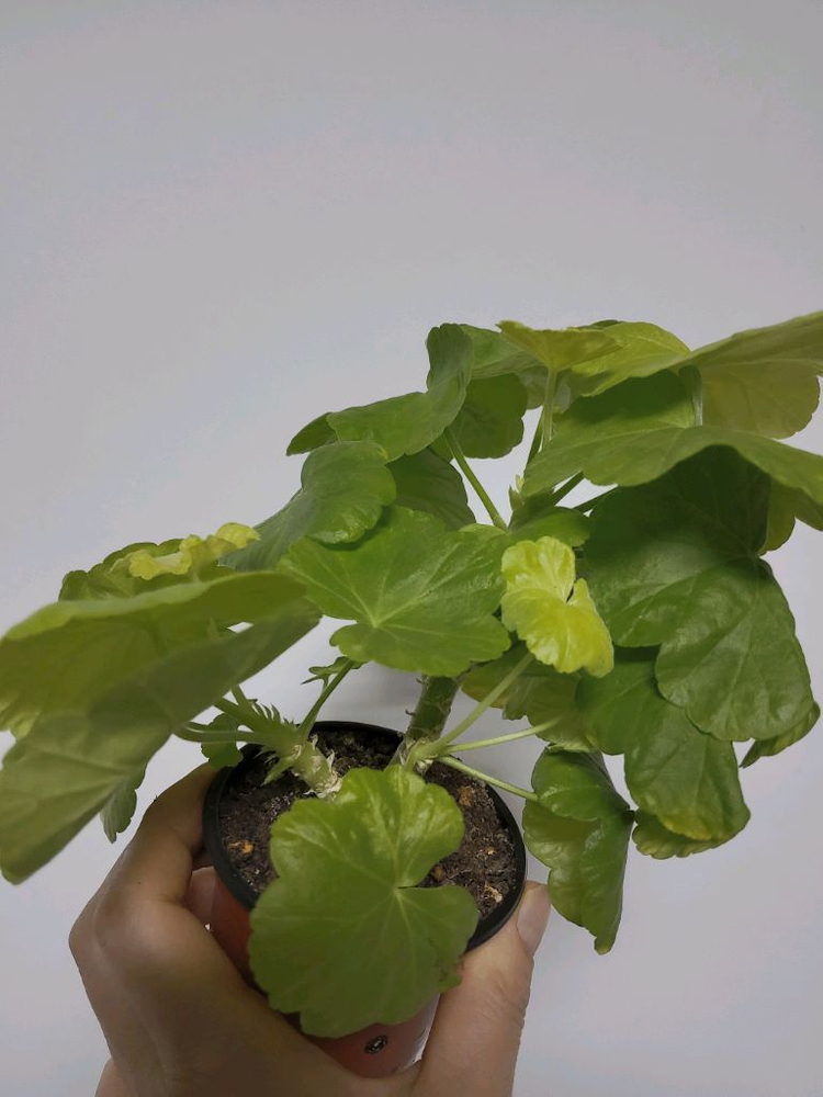 제라늄 바비 0.6--1