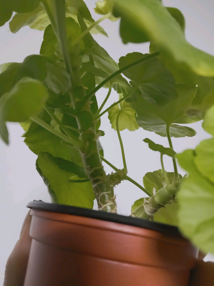 제라늄 바비 0.6--2