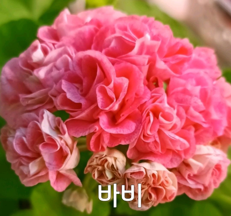 제라늄 바비 0.6--3