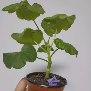 제라늄 볼드프린세스 0.5