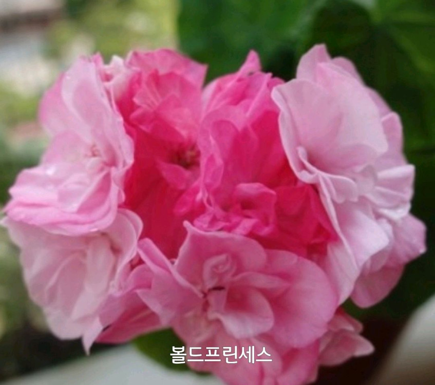 제라늄 볼드프린세스 0.5--2