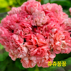 쥬쥬꽁꽁(낭만꽁쥬)제라늄