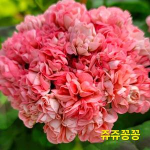 쥬쥬꽁꽁(낭만꽁쥬)제라늄