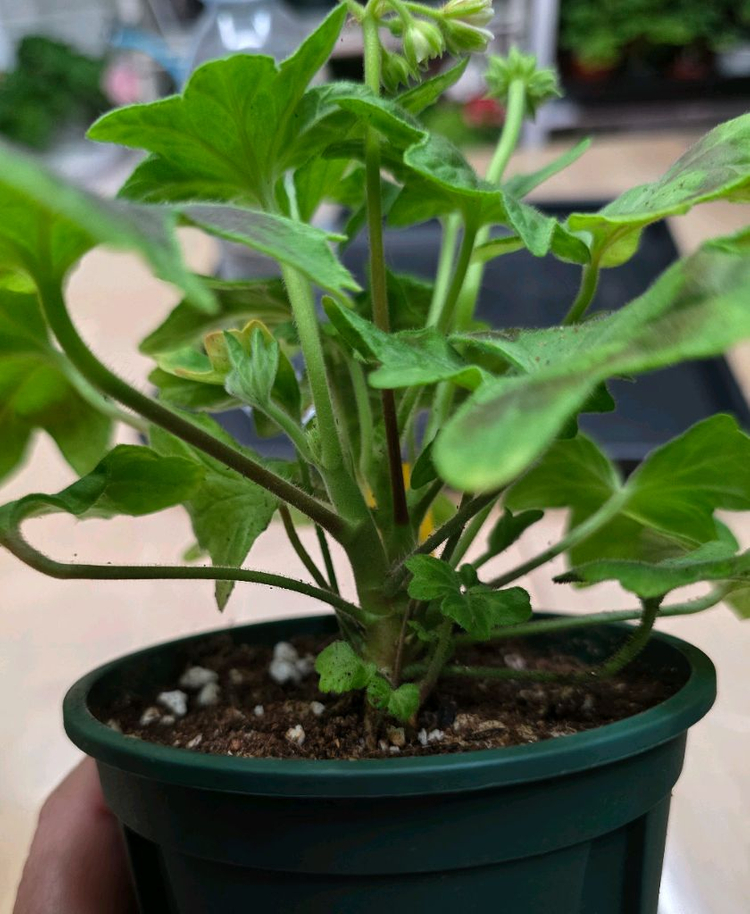 캔디프러스도넛 스텔라 제라늄--1