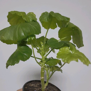 제라늄 샤론스톤 0.6