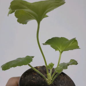 제라늄 다이너스티다지 0.5