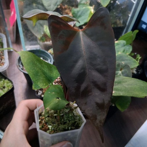 안스리움 미스터월드와이드x rlfs