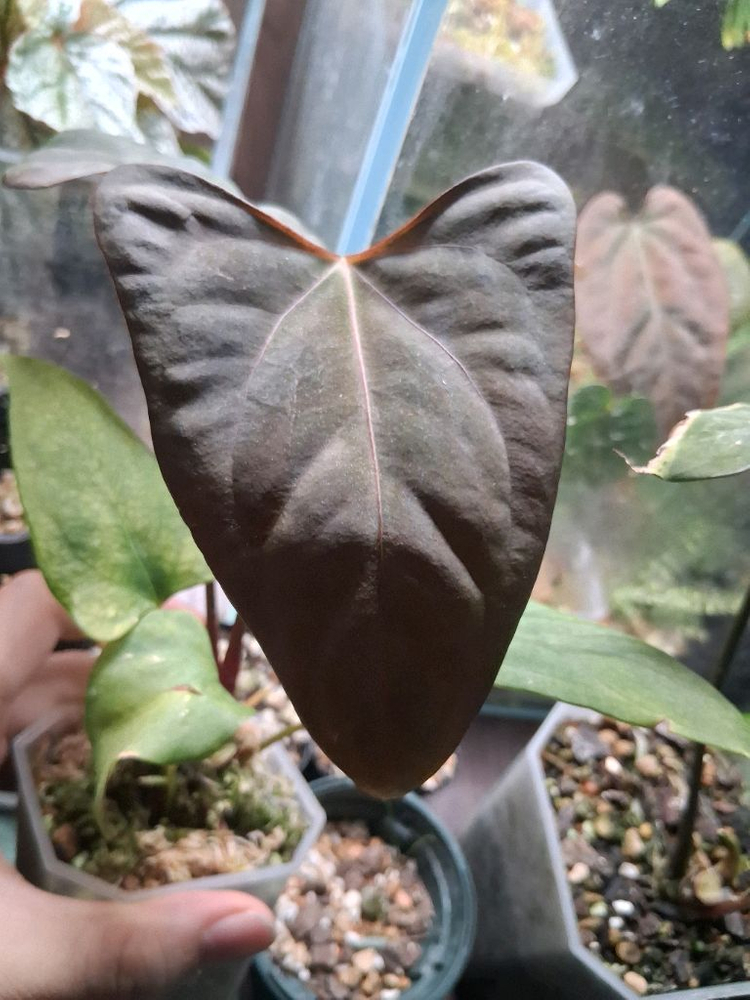 안스리움 미스터월드와이드x rlfs--2